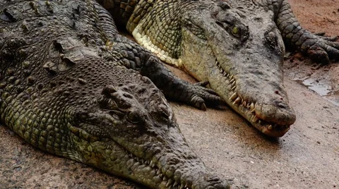 A pair of ancient crocodiles. Stock Footage 48551109