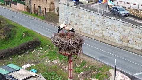 Pair of animals called storks, with large, pretty and beautiful wings. Stock Footage 233825264