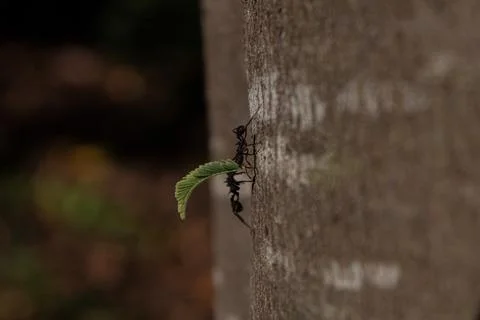 A Pair Of Ants Are Exchanging a Leaf On a Tree Stock Photos