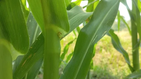 A pair of ants laying eggs on a beautiful and fresh corn tree trunk Stock Footage 209802095