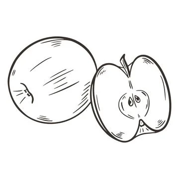 Pair of apples, vector illustration. Sketch Stock Illustration