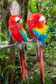 Pair of ara parots on a branche Stock Photos
