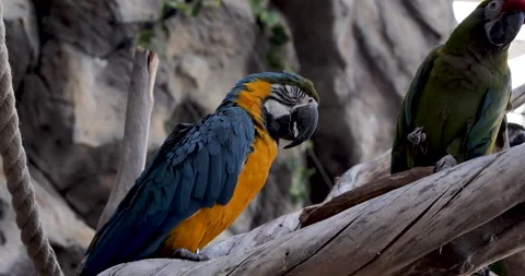 A Pair of Arara Parrots Perched on Branches: Captivating Nature Shot Vídeos de archivo 240433305