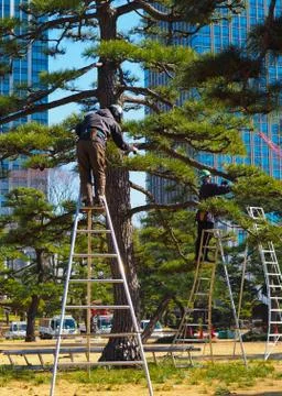 A pair of arborists, tree surgeons, at work in Tokyo Japan. Stock-Fotos