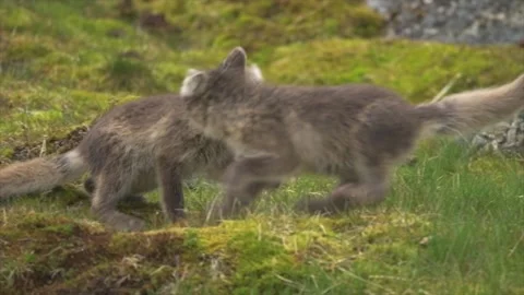 Pair of arctic fox cubs playing on green mossy ground exploring natural habitat Stock Footage 340952118