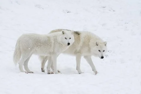 A pair of Arctic Wolves in winter. Stock Photos