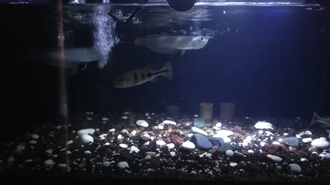 A pair of arowana fish Stock Footage 170311319