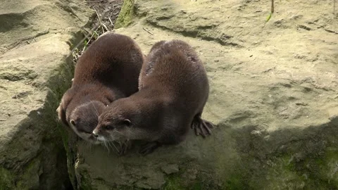 Pair of asian small clawed otters sitting closely together on waterside rock Stock Footage 158754875