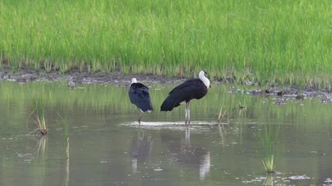Pair of Asian Woollyneck Storks Standing in Rice Field Stock Footage 345700563