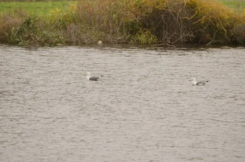 Pair of Atlantic gulls. Foto stock