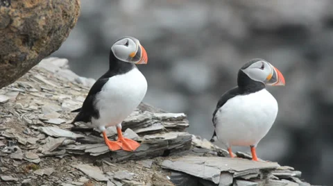 A pair of Atlantic Puffins during a courtship dance on in Krossfjorden on Stock Footage 34457405