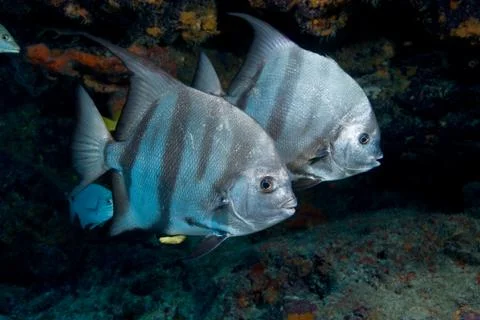 Pair of Atlantic spadefish. Stock Photos