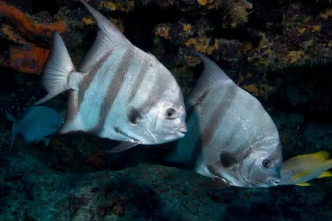 Pair of Atlantic spadefish. Stock Photos