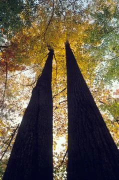 Pair of autumn trees 스톡 사진