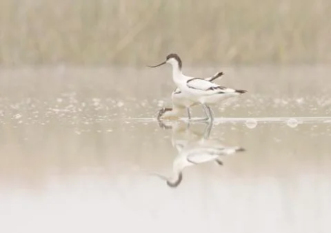 Pair of avocets Stock Photos