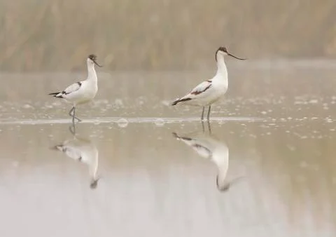 Pair of avocets Stock Photos