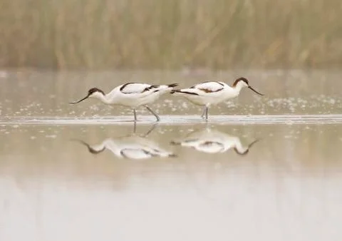 Pair of avocets Stock Photos