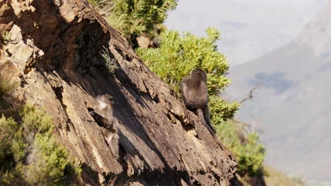 A Pair Of Baboons On A Mountain Slope Stock-Footage 236511633