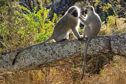 A pair of backlit vervet monkeys (Cercopithecus aethiops) sitting in a tree Stock Photos
