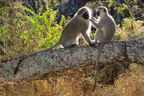 A pair of backlit vervet monkeys (Cercopithecus aethiops) sitting in a tre... Foto stock