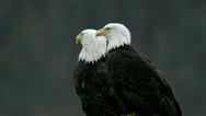 A Pair Of Bald Eagles Calling While Perched On A Dock Piling In Juneau Harbor, Stock Footage