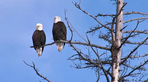 Pair of Bald Eagles in a Dead Tree 1 스톡 동영상 10765617