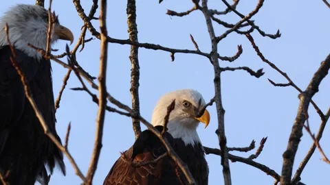 A pair of bald eagles glaring in the distance Stock Footage 258954770