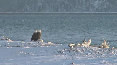 Pair of Bald Eagles on Log On Snowy Shore Stock Footage 10587237