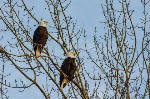 Pair of bald eagles looking out over the ocean Stock-Fotos