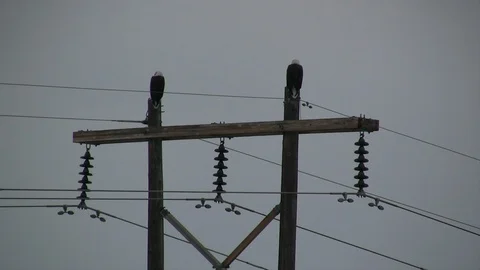 Pair of Bald Eagles Perched on Power Poles Stock Footage 121936705
