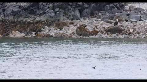 Pair of Bald Eagles Perched on a Rocky Coastal Shoreline Stock Footage 337515449
