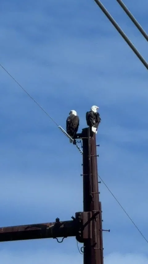 A pair of bald Eagles perched on utility pole, wildlife B roll. Vídeo Stock 345284571