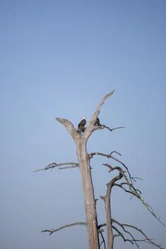 Pair of Bald Eagles Stock Photos