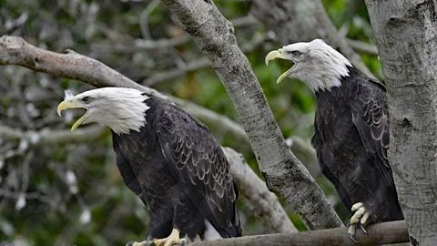 A pair of bald eagles screeching together Stock Photos