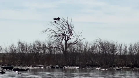 A Pair of Bald Eagles Take Flight Over the Columbia River near Portland, Oregon Stock Footage 146194138