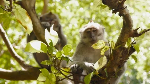 Pair of Balinese Monkeys eating in tree Stock Footage