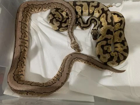A pair of ball python 写真素材