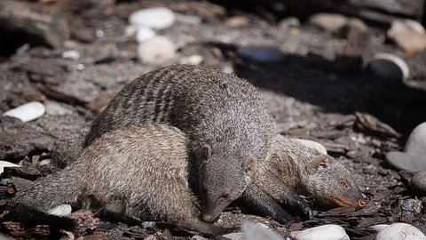 Pair of banded mongooses Stock Footage 94954308