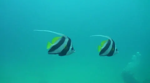 A pair of banner fish 動画素材 33070003