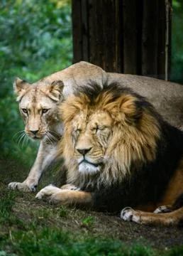 Pair Barbery lion Stock Photos