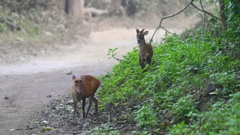 A pair of barking deer coming down a hill in in Corbett national park Stock Footage 340514877