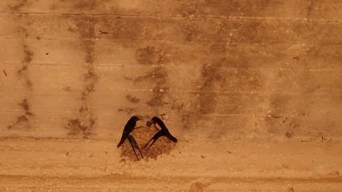 Pair of Barn Swallows Feeding Chicks in Nest Inside Cattle Barn Rural Wildlife Stock-Footage 337885696