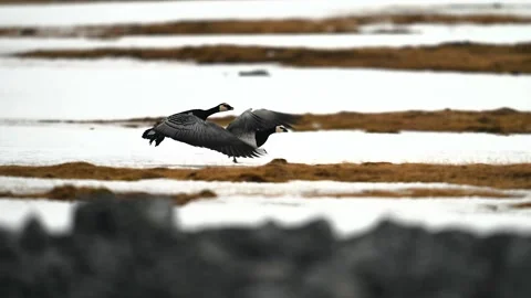 Pair of barnacle geese taking flight from a partially snow covered winter field Stock Footage 340861212