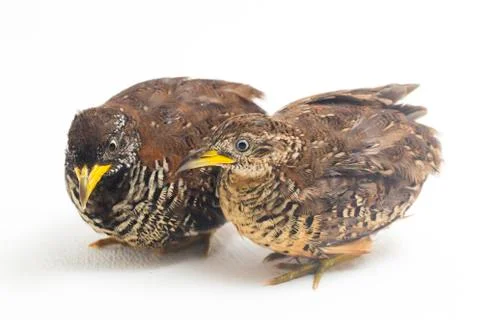 A pair of barred buttonquail or common bustard-quail (Turnix suscitator) isolate Stock Photos