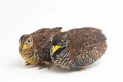 A pair of barred buttonquail or common bustard-quail (Turnix suscitator) isolate Foto stock