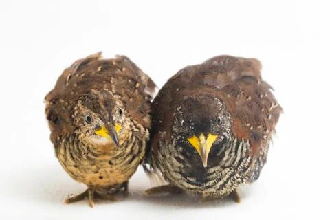 A pair of barred buttonquail or common bustard-quail (Turnix suscitator) isolate Stock Photos