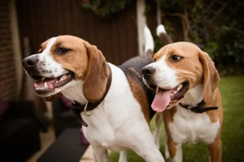 Pair of beagle  in garden Stock Photos