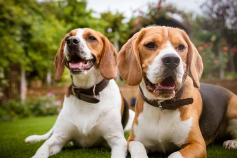 Pair of beagles laying down on grass Stock-Fotos