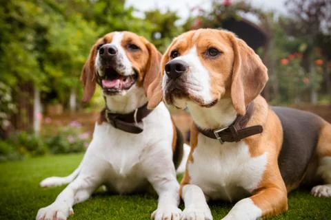 Pair of beagles laying down on grass Stock Photos