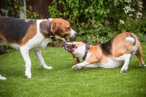 Pair of Beagles Foto stock